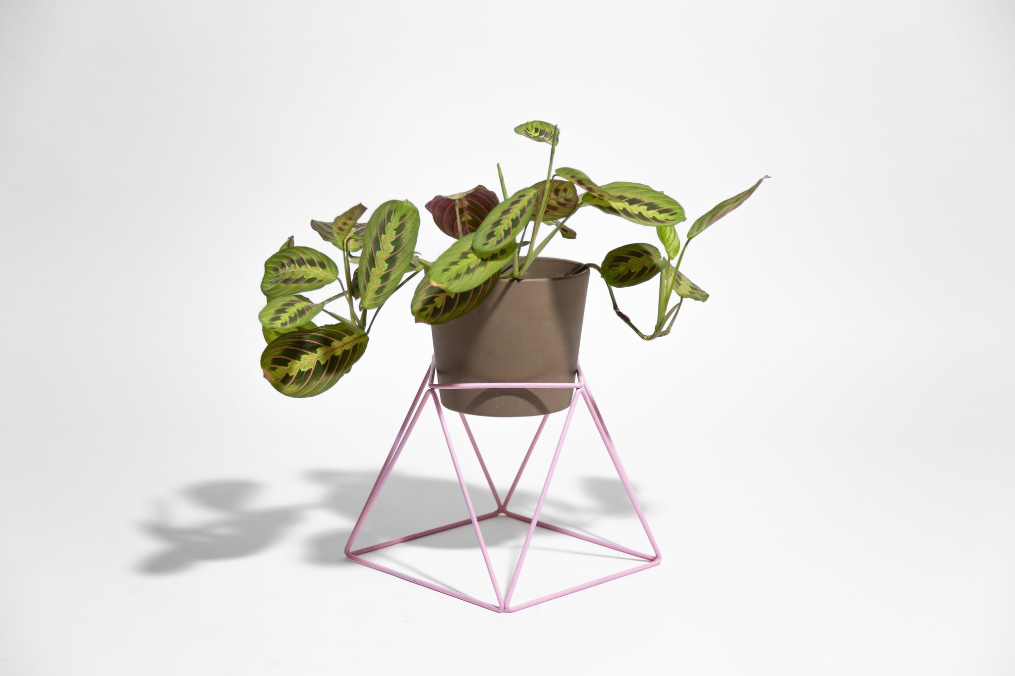 squat plant pots Big Squat 10" Plant Stand – WILDEHAUS