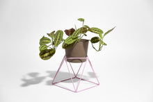 Load image into Gallery viewer, Big Squat 10&quot; Plant Stand