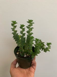 Crassula Perforata