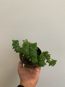 Crassula Perforata