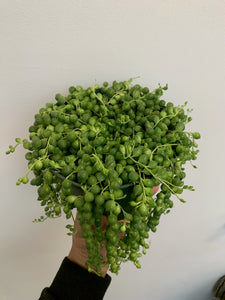 Senecio Rowleyanus - String of Pearls