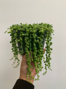 Senecio Rowleyanus - String of Pearls
