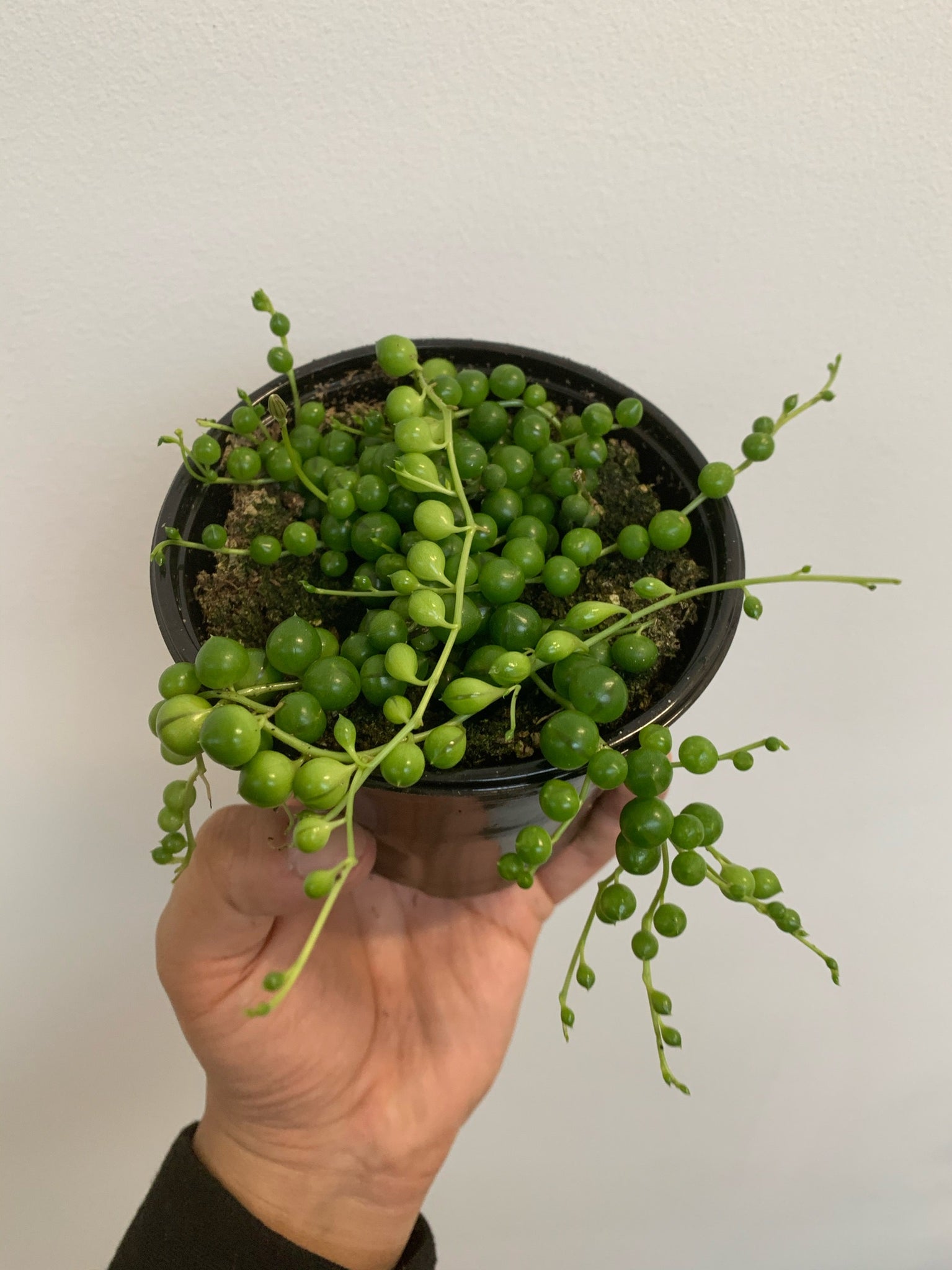 String of pearls (Senecio rowleyanus)