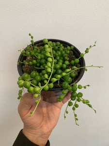 Senecio Rowleyanus - String of Pearls