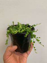 Load image into Gallery viewer, Senecio Rowleyanus - String of Pearls