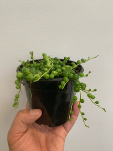 Senecio Rowleyanus - String of Pearls