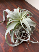 Load image into Gallery viewer, Tillandsia Xerographica - Air Plants