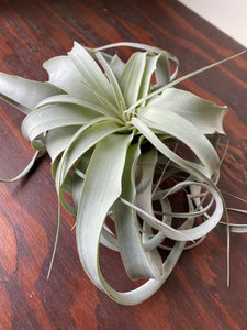 canada air plants Tillandsia Xerographica