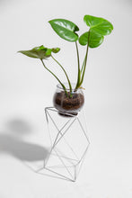 Load image into Gallery viewer, 9 Points 15&quot; Plant Stand