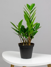 Load image into Gallery viewer, Zamioculcas Zamiifolia - ZZ Plant