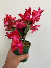 Load image into Gallery viewer, Zygocactus - Holiday Cacti