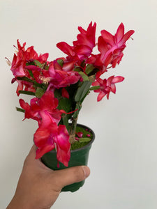 Zygocactus - Holiday Cacti