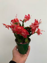 Load image into Gallery viewer, Zygocactus - Holiday Cacti