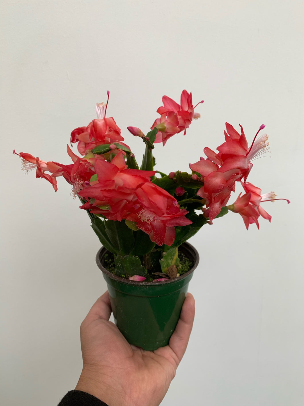 Zygocactus - Holiday Cacti