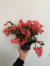 Load image into Gallery viewer, Zygocactus - Holiday Cacti