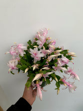 Load image into Gallery viewer, Zygocactus - Holiday Cacti