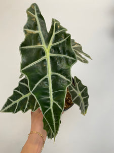 Alocasia - Polly - African Mask Plant