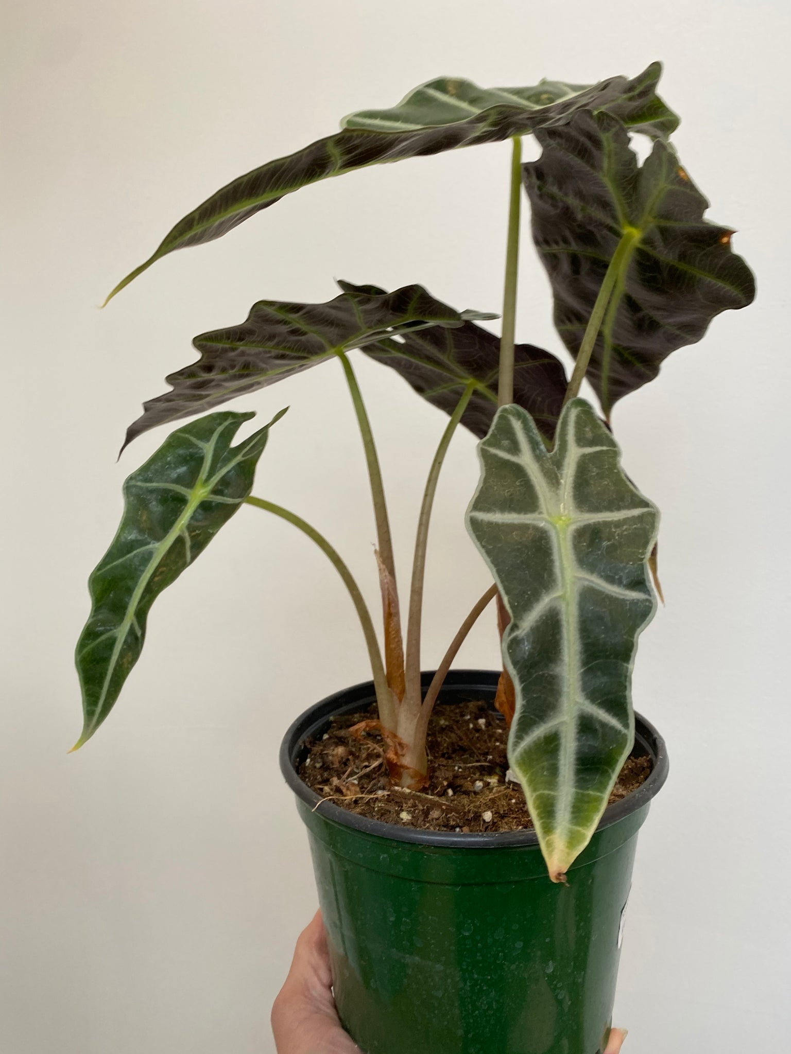 african mask elephant ear plant Alocasia - Polly