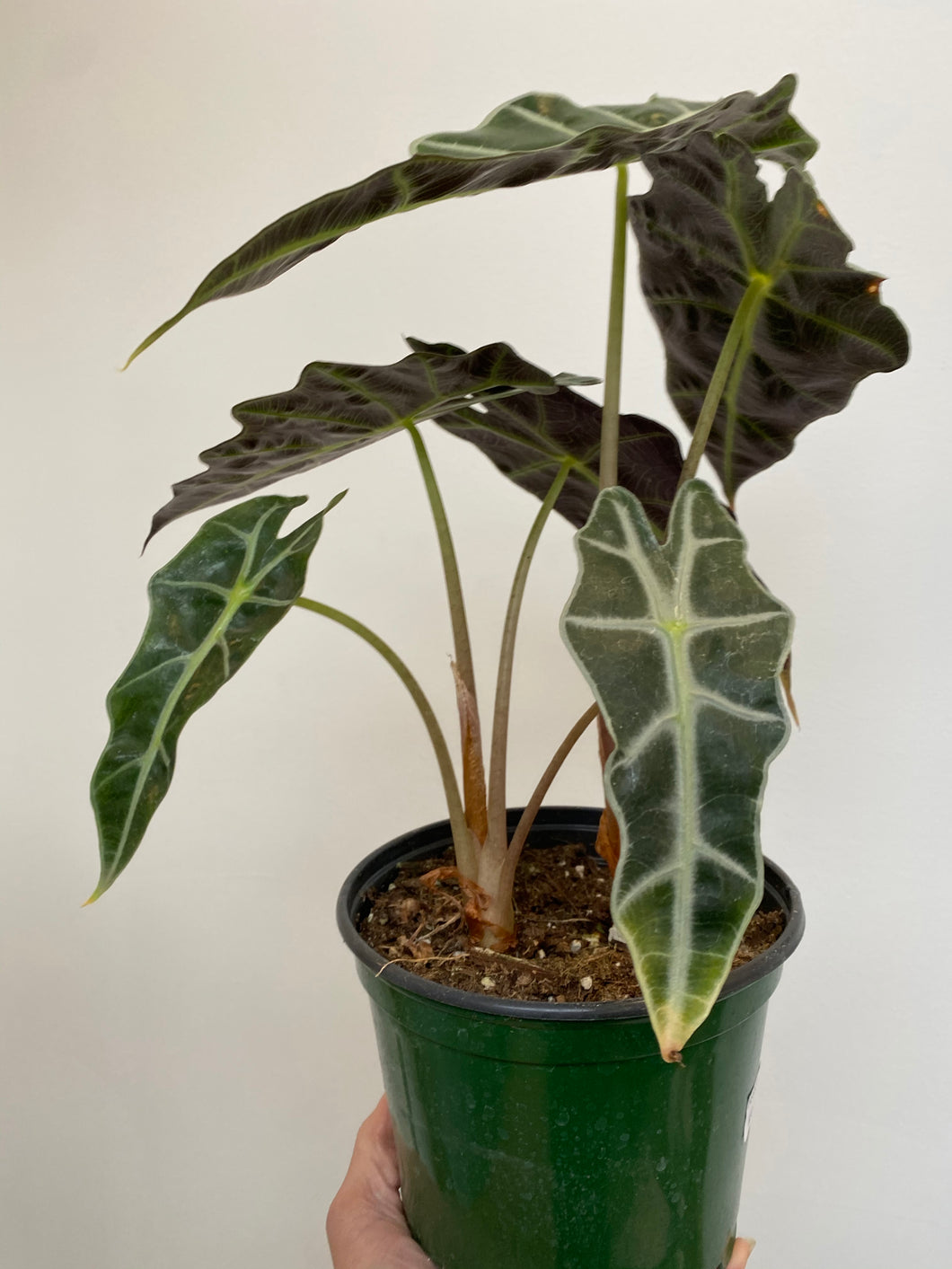 Alocasia - Polly - African Mask Plant