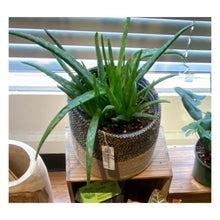 aloe vera plant portland oregon Aloe Vera – WILDEHAUS
