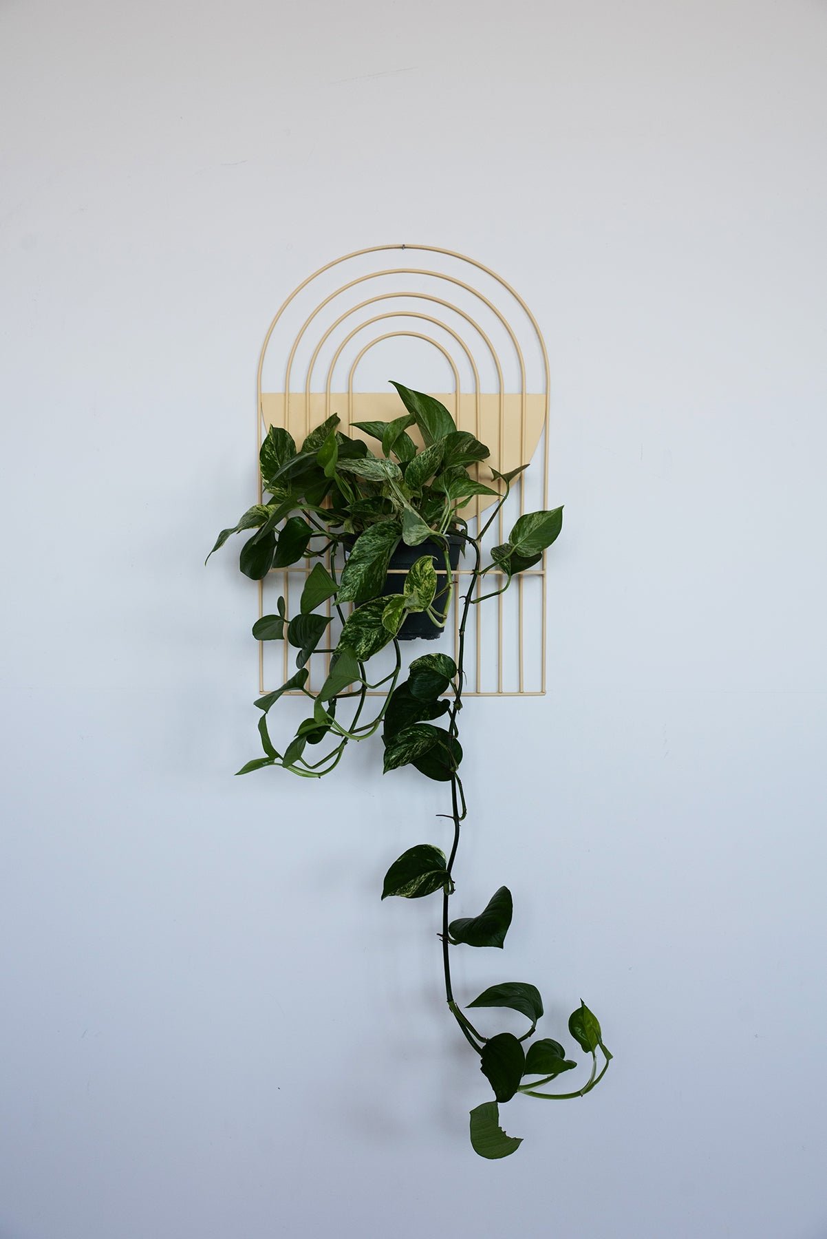 wall planter for pothos Arches Wall Planter – WILDEHAUS