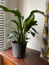 Load image into Gallery viewer, Strelitzia Nicolai - Bird of Paradise - White