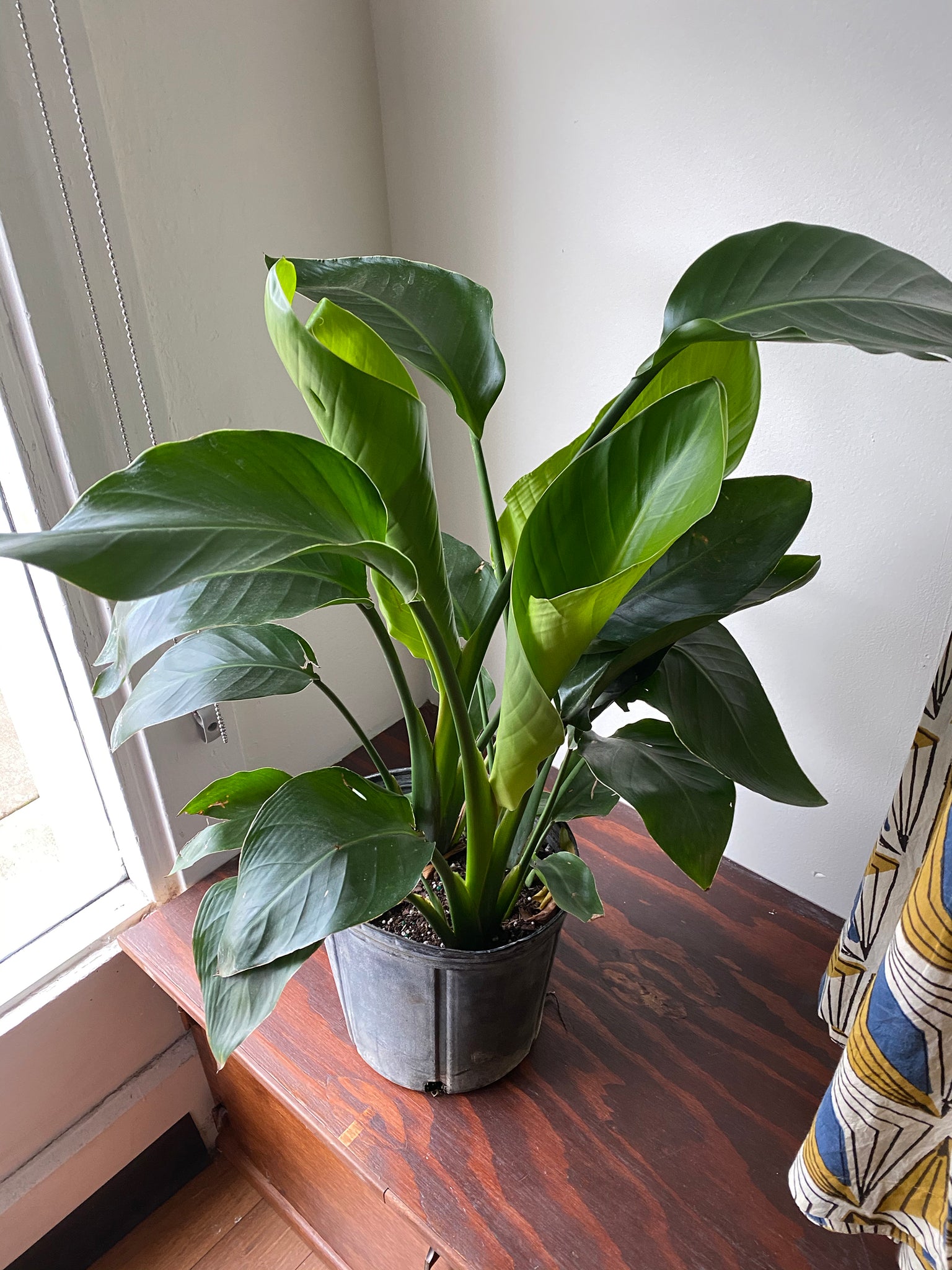peace lily vs bird of paradise Strelitzia Nicolai - Bird of Paradise