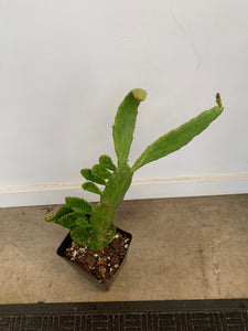 Prickly Pear Cactus