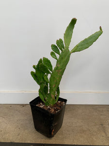 Prickly Pear Cactus