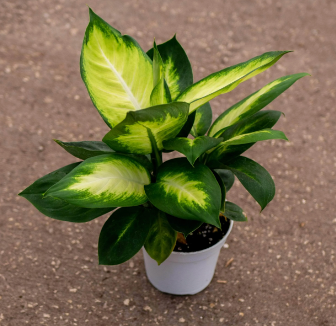dieffenbachia dumbane plant Dieffenbachia