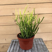 Load image into Gallery viewer, Euphorbia Tirucalli - Sticks on Fire - Red