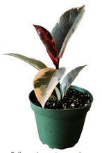 Load image into Gallery viewer, Ficus Elastica - Rubber Tree