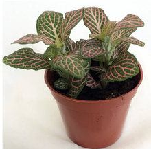 Load image into Gallery viewer, Fittonia