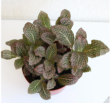 Load image into Gallery viewer, Fittonia