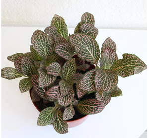 Fittonia
