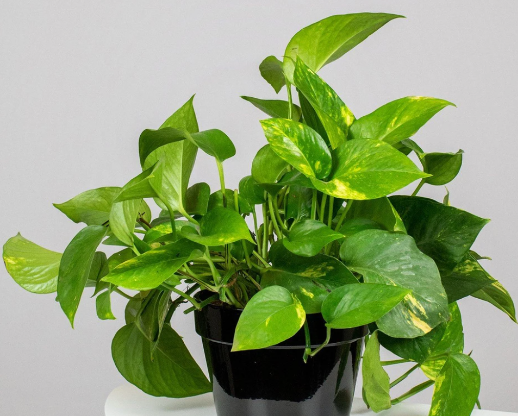 west elm golden pothos Epipremnum Aureum