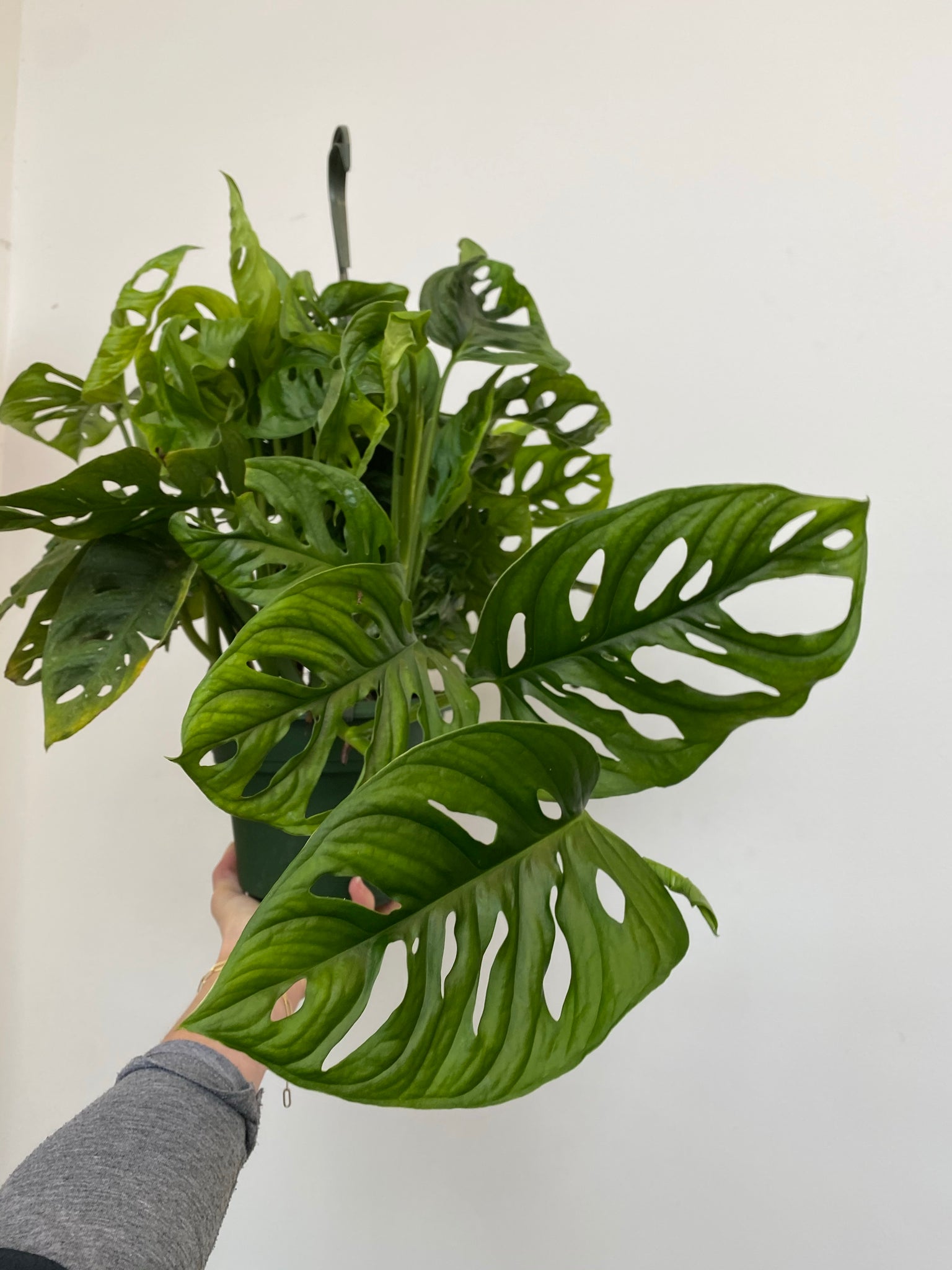 monstera adansonii wide form Monstera Adansonii - Swiss Cheese Plant