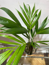 Load image into Gallery viewer, Ravenea Rivularis - Majesty Palm