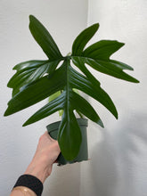 Load image into Gallery viewer, Philodendron Laciniatum
