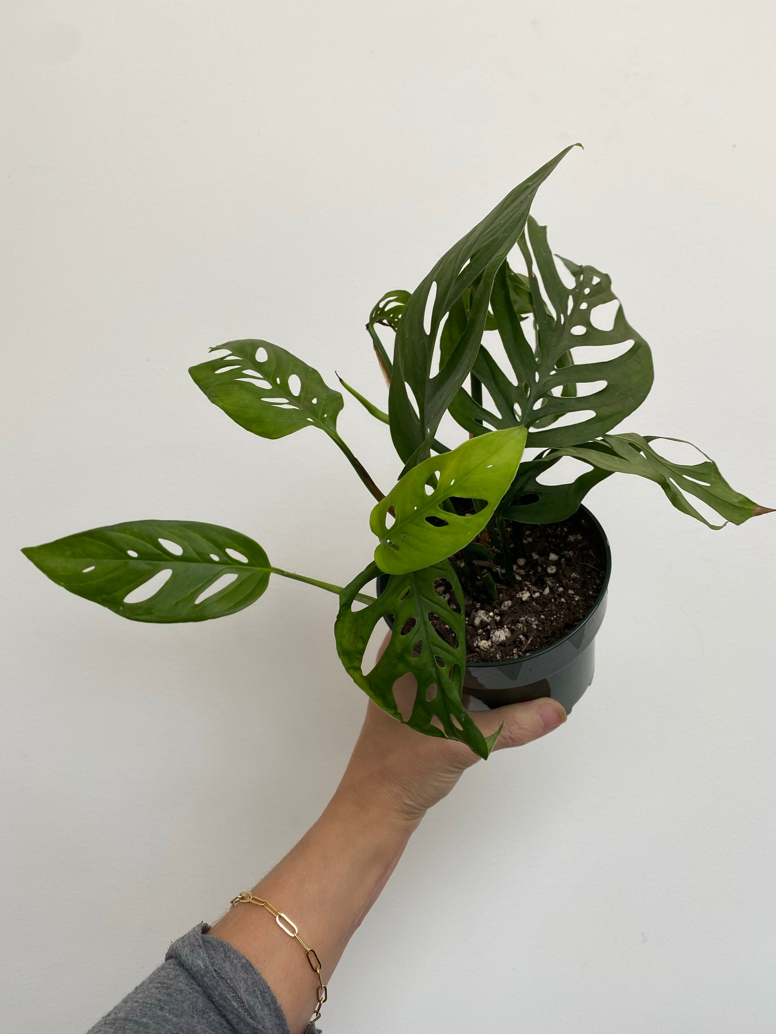 swiss cheese plant brown edges Monstera Adansonii