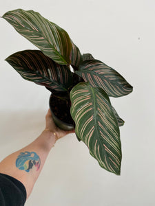 Pin Stripe Calathea - Live Plant in a 4 Inch Pot - Calathea Ornata - B –  Wekiva Foliage