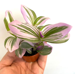 Tradescantia Nanouk - Wandering Dude