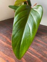 Load image into Gallery viewer, Philodendron Red Emerald - local pickup