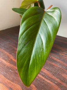 Philodendron Red Emerald - local pickup