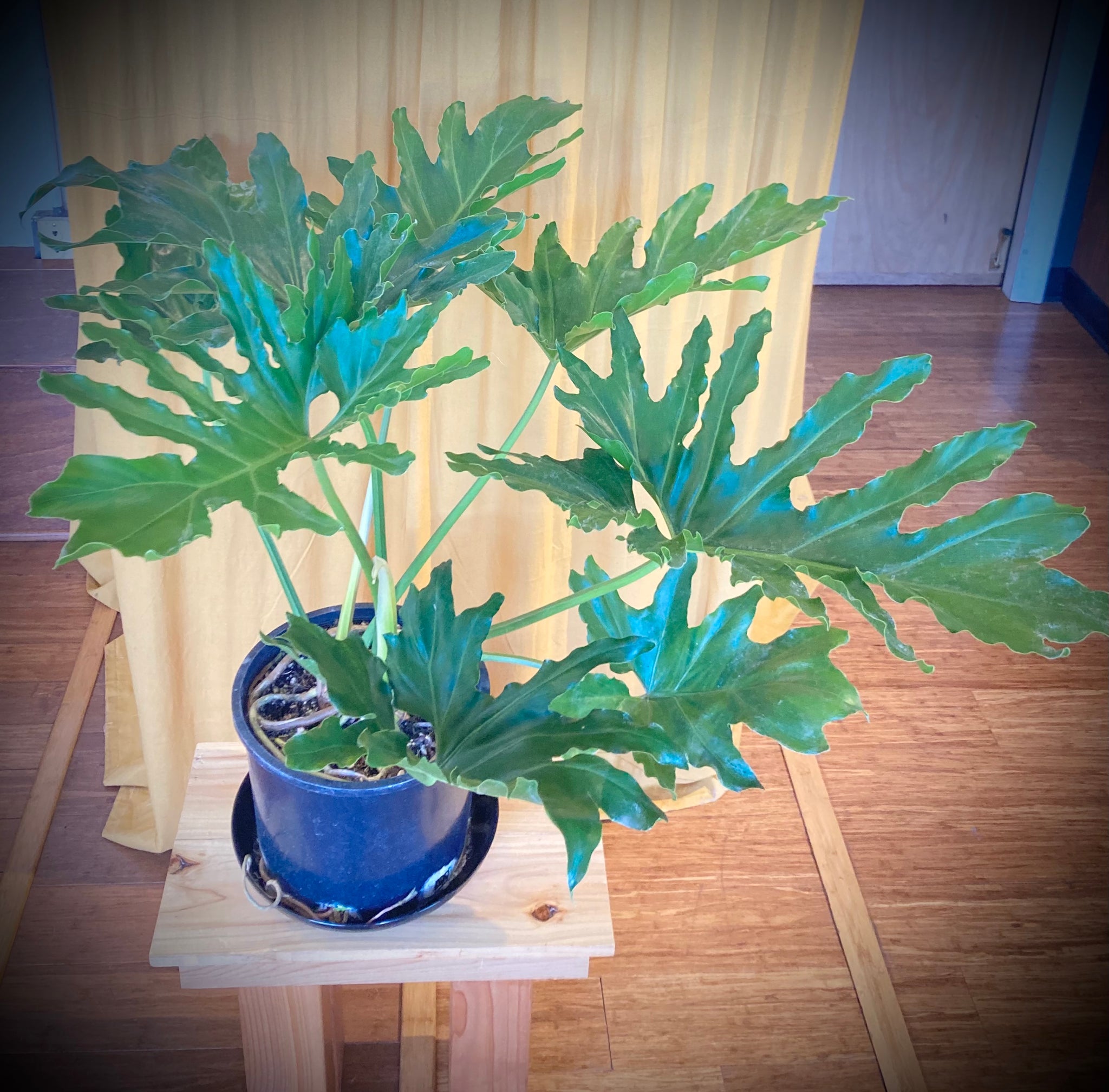 philodendron selloum stem Philodendron Selloum – WILDEHAUS