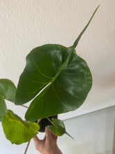 Load image into Gallery viewer, Alocasia - Stingray