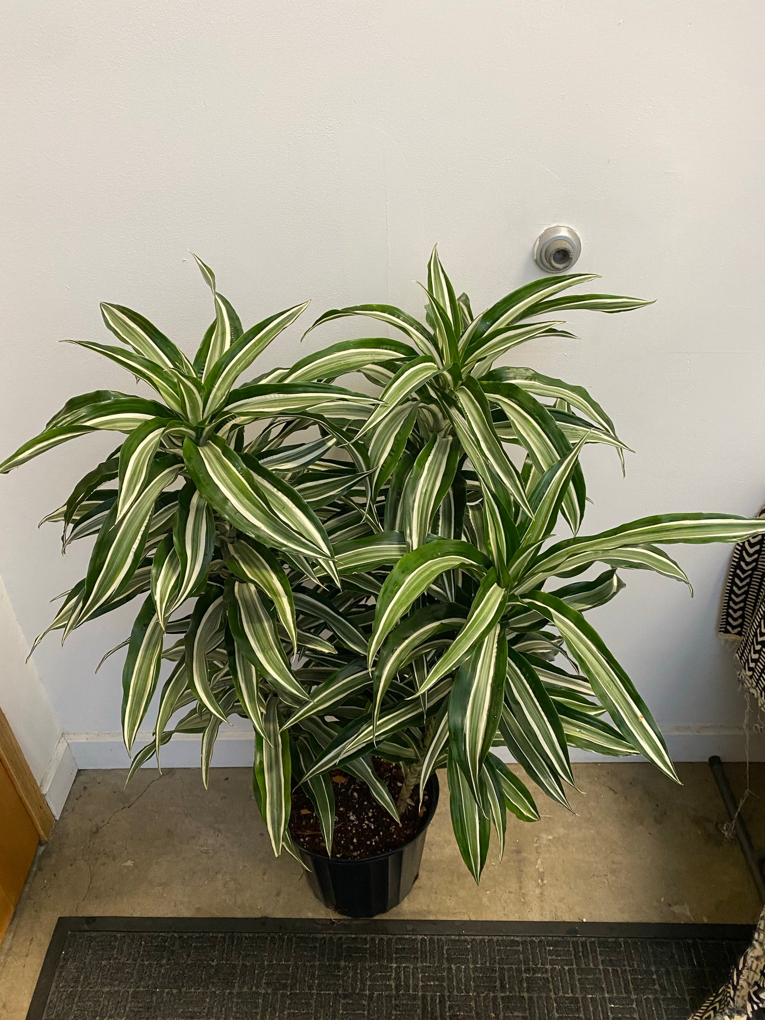 dracaena magenta plant Dracaena Marginata Magenta