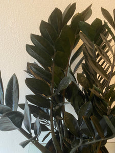 Zamioculcas Zamiifolia - Black Raven ZZ Plant