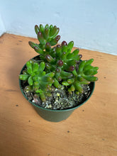 Load image into Gallery viewer, Succulents - Assorted - 4&quot;