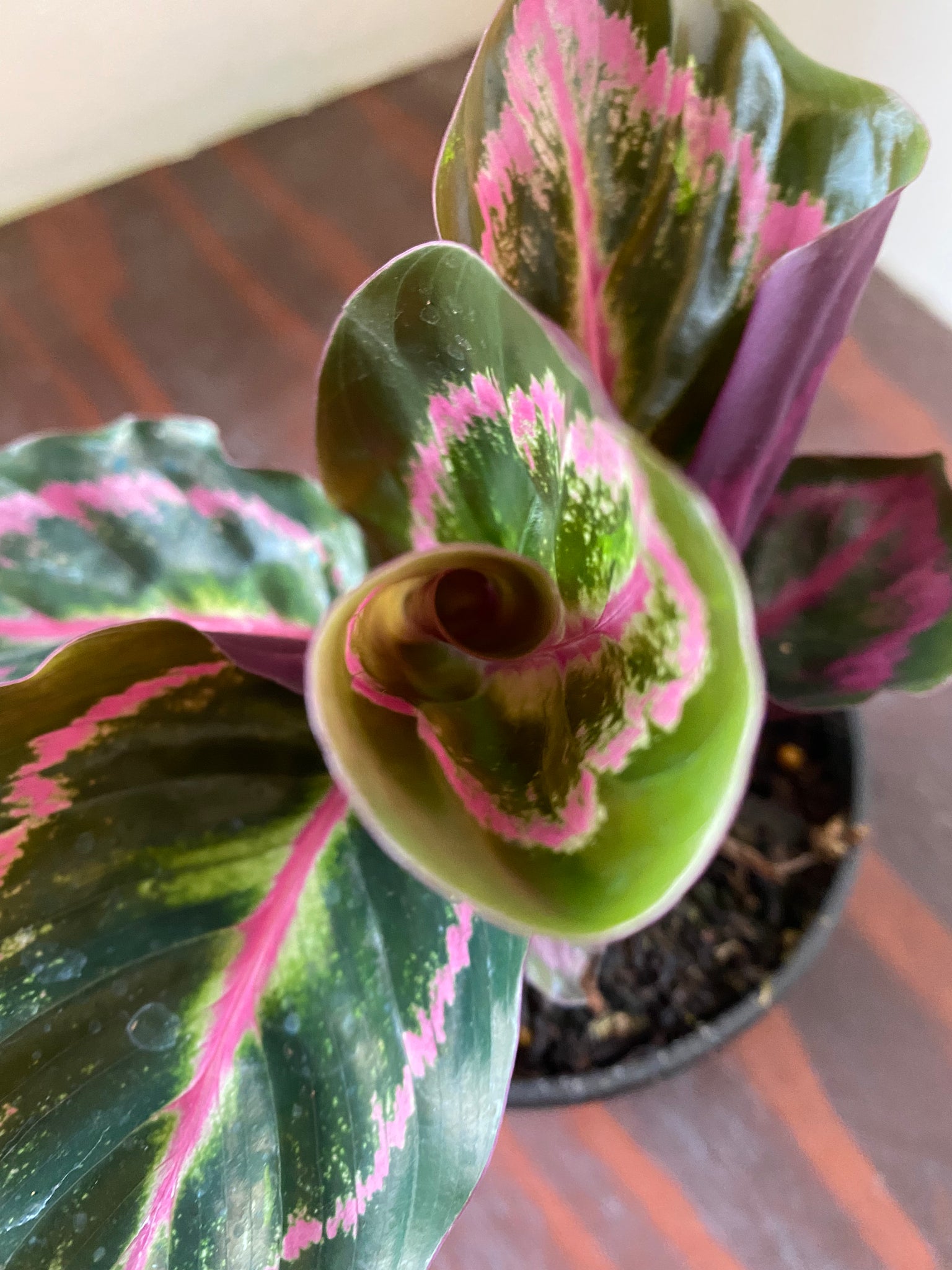 calathea roseopicta medallion Calathea Roseopicta Medallion